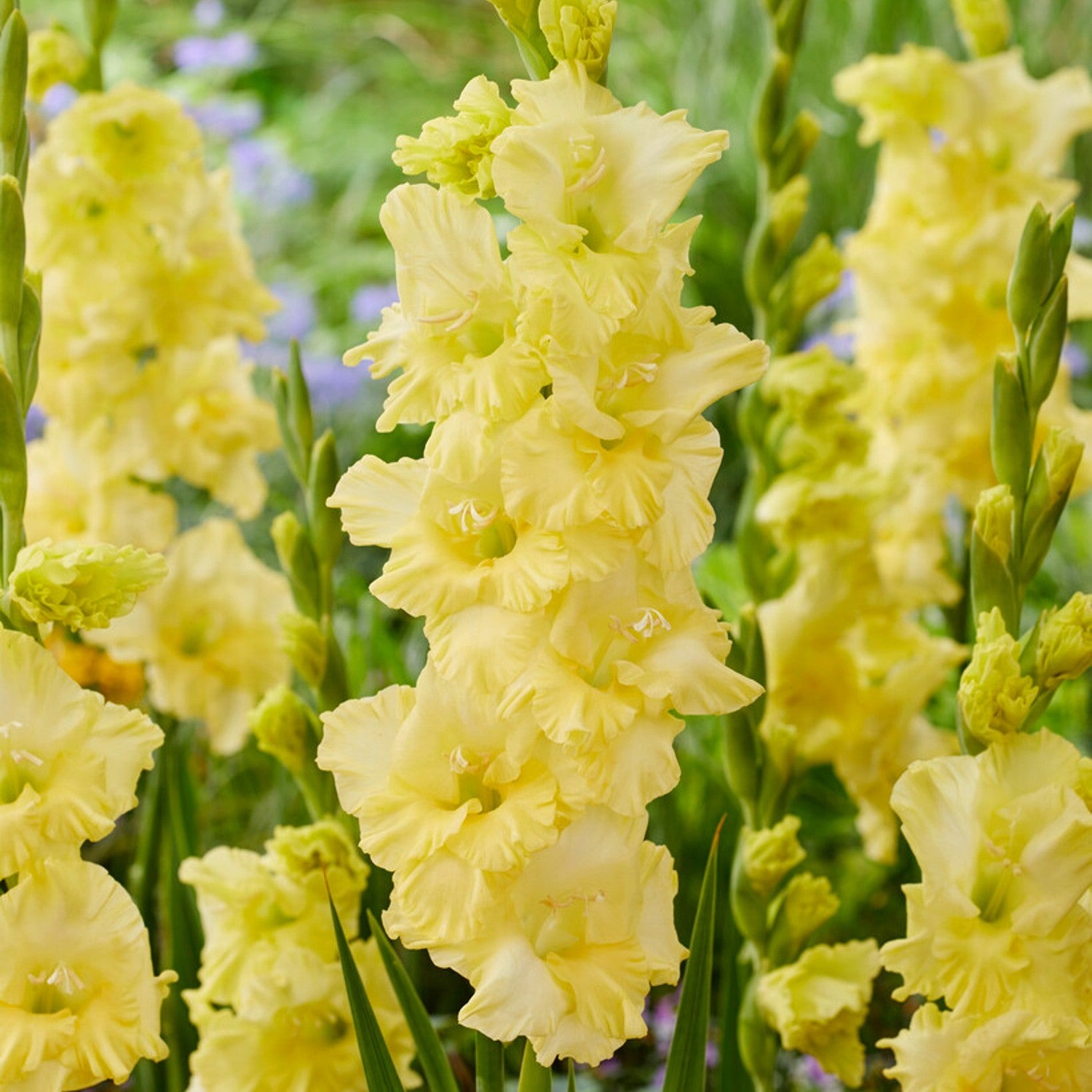 Gladiolus Mix Flower Bulbs