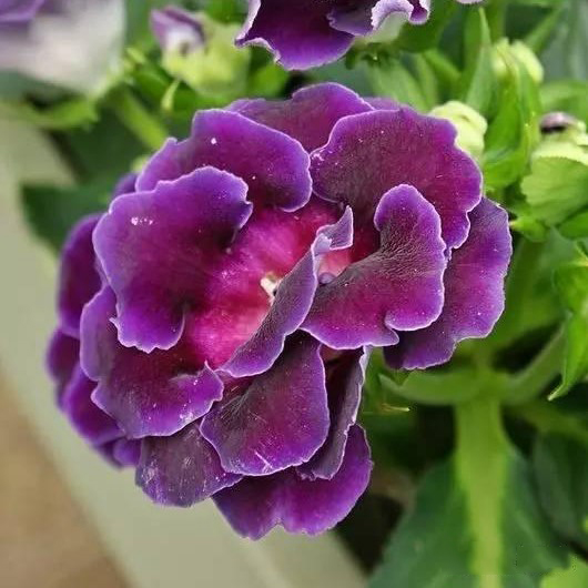 Gloxinia Seeds, Sinningia Speciosa