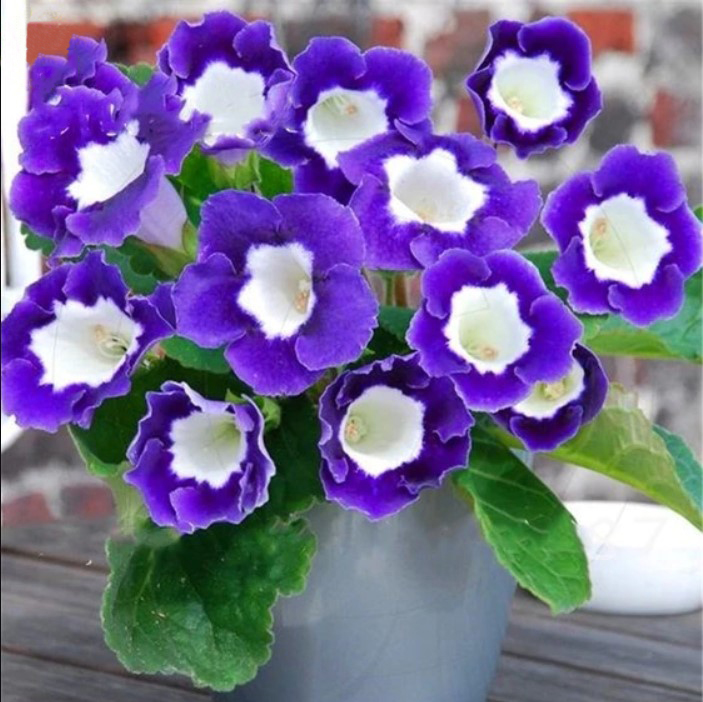 Gloxinia Seeds, Sinningia Speciosa