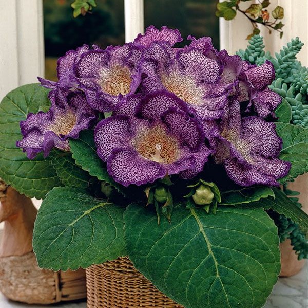 Gloxinia Seeds, Sinningia Speciosa