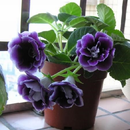 Gloxinia Seeds, Sinningia Speciosa