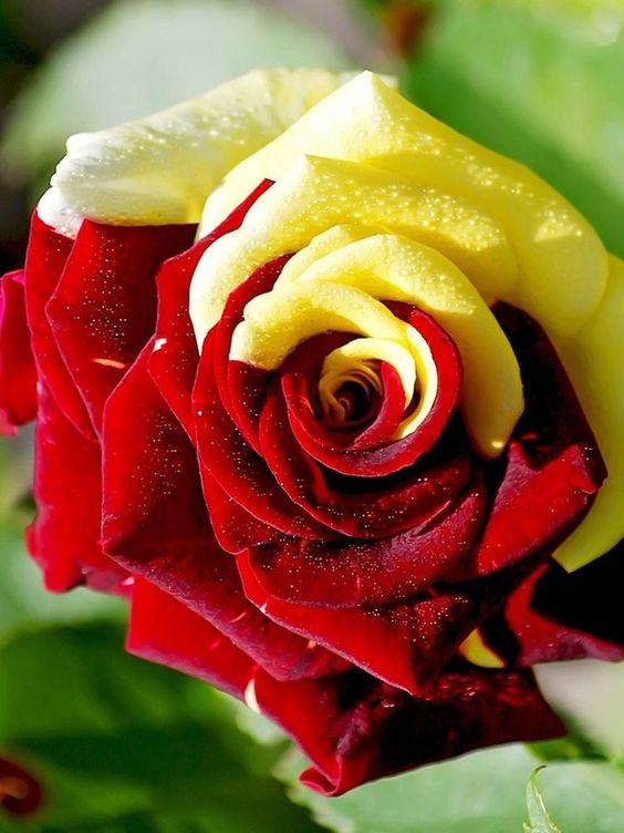 Rare Twin Red Yellow Rose - Seeds-chloriseeds