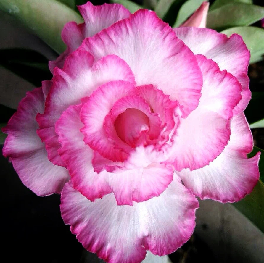 🏜️Desert Rose Seeds: Experience the Beauty of the Desert.