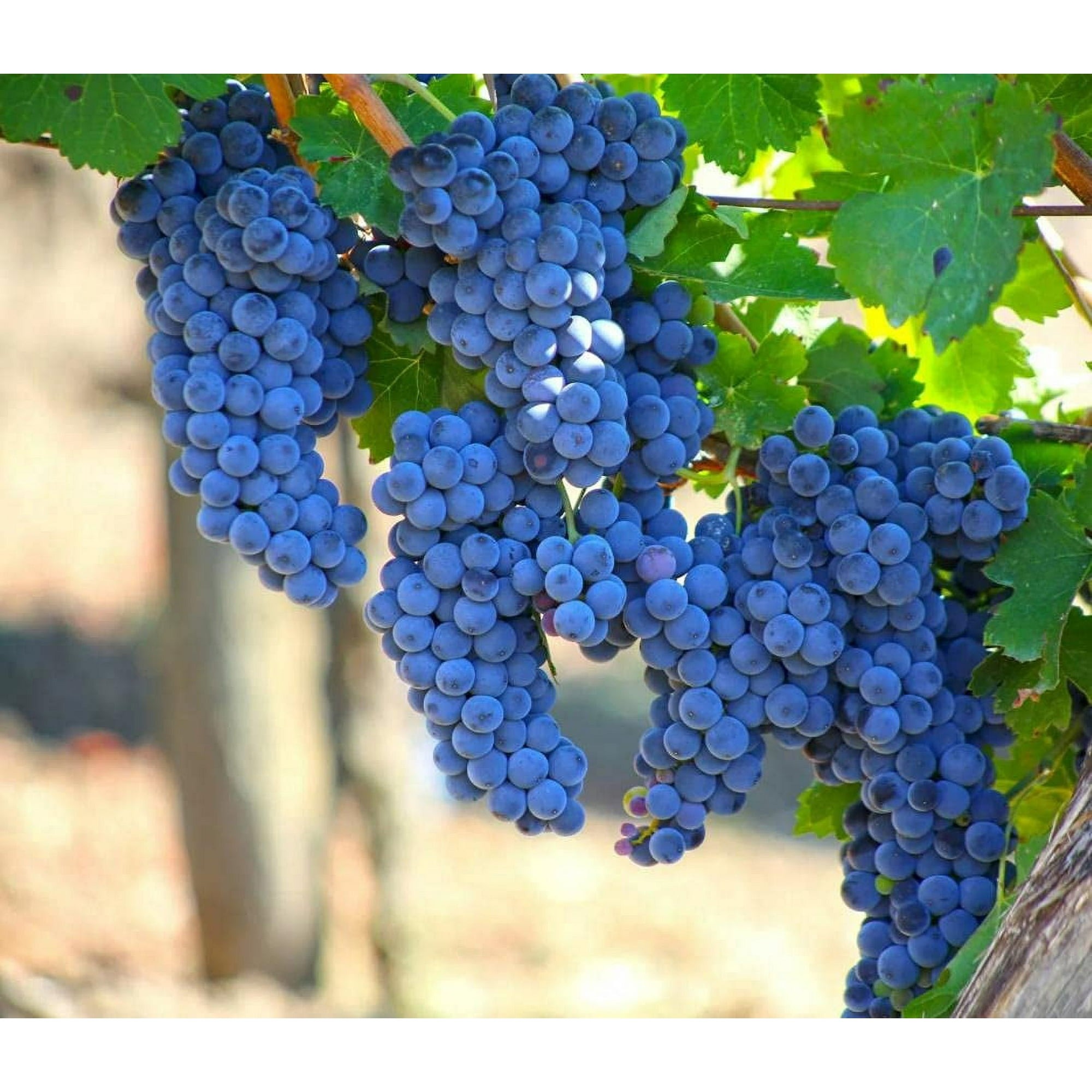 Summer Black Grape Seeds