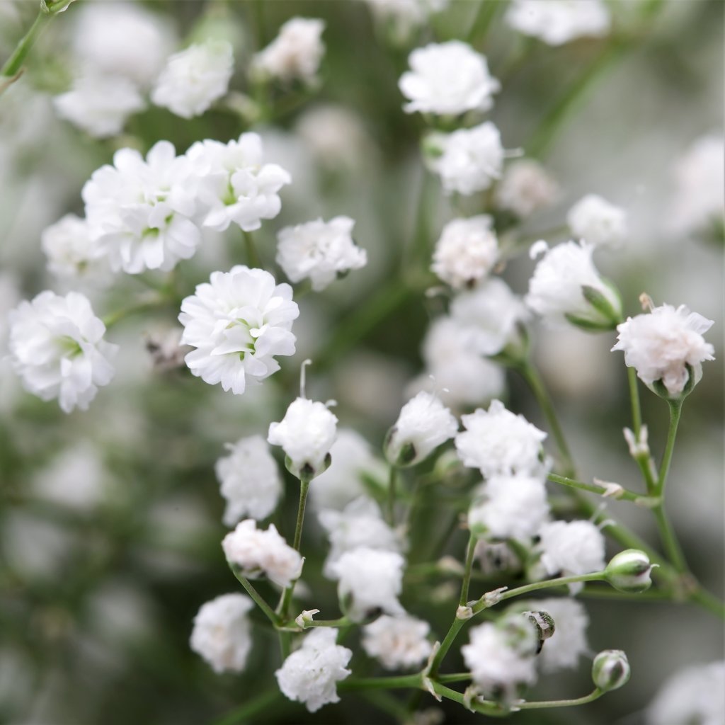100pcs Gypsophila seeds Baby’s Breath Gypsophila