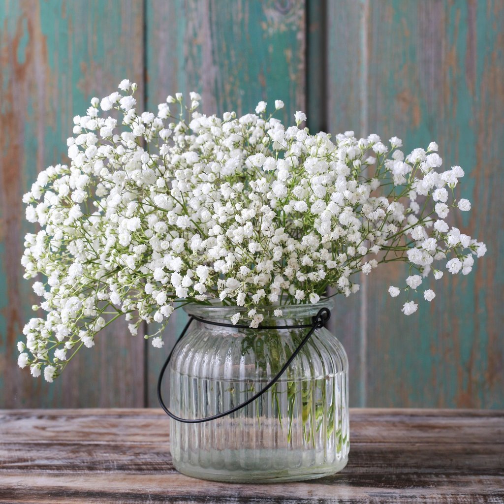 100pcs Gypsophila seeds Baby’s Breath Gypsophila
