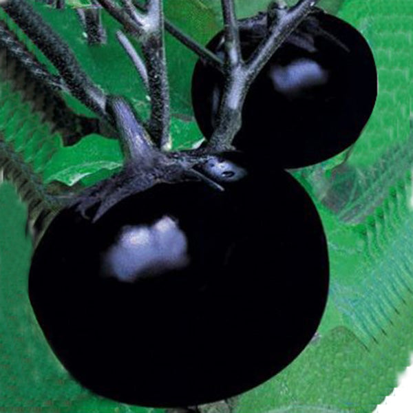 Beijing eggplant round organic vegetable eggplant seeds 100seed-chloriseeds