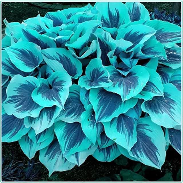 Rare Multi-colored Hostas Seeds