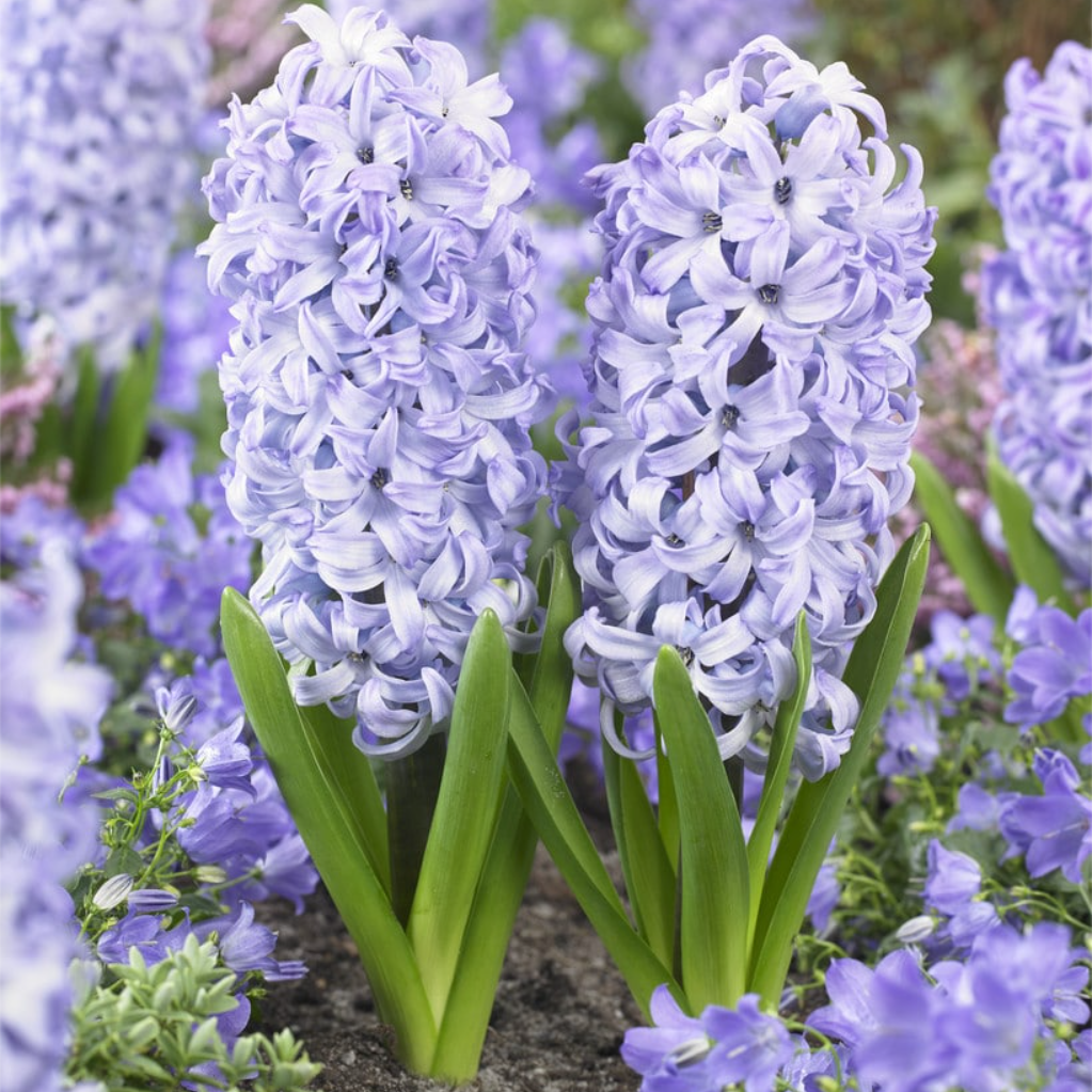 Mix Hyacinth Bulbs