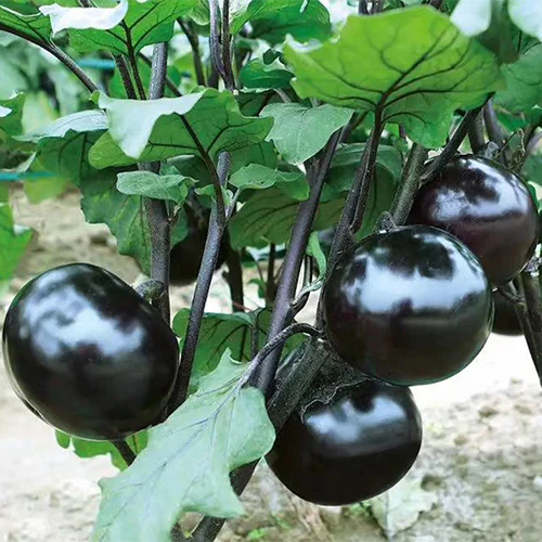 Purple-Black Round Eggplant Seeds