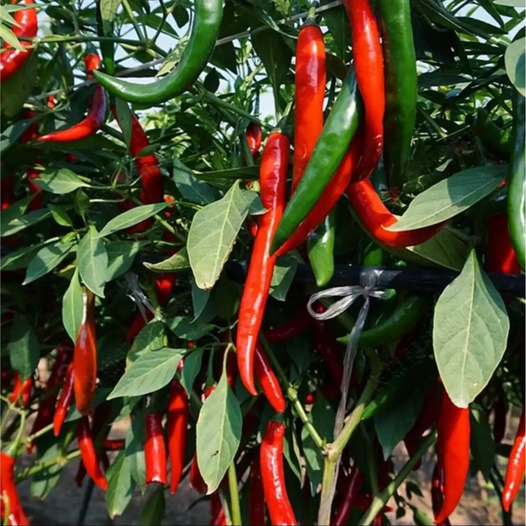 Lady Beauty Pepper Seeds