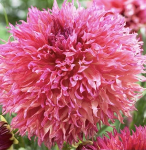 Aster Seeds (Semi-Dwarf) - Jewelaster Rose-chloriseeds