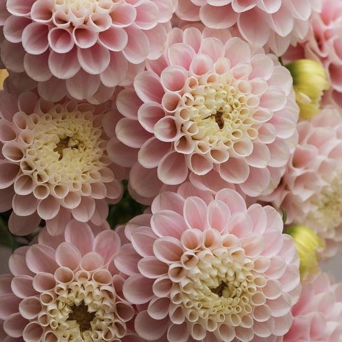 WIZZARD OF OZ-chloriseeds