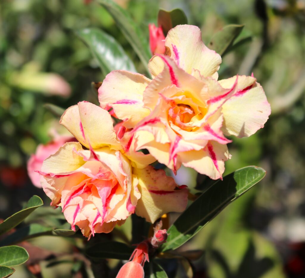 🏜️Desert Rose Seeds: Experience the Beauty of the Desert.