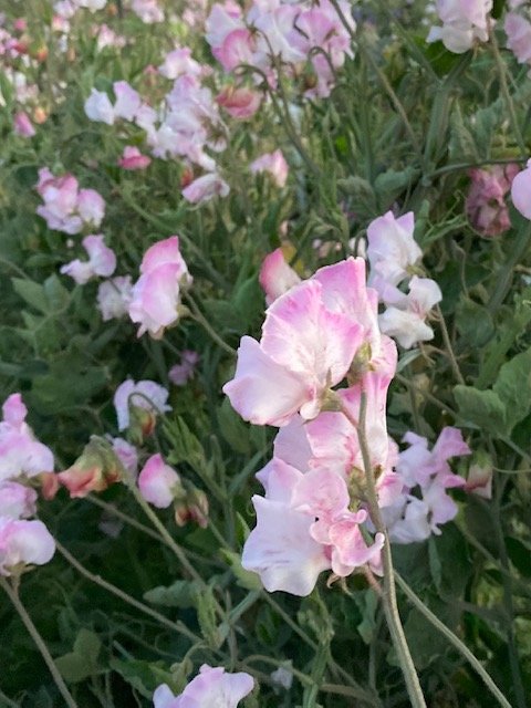 ANNIVERSARY SWEET PEA SEED-chloriseeds