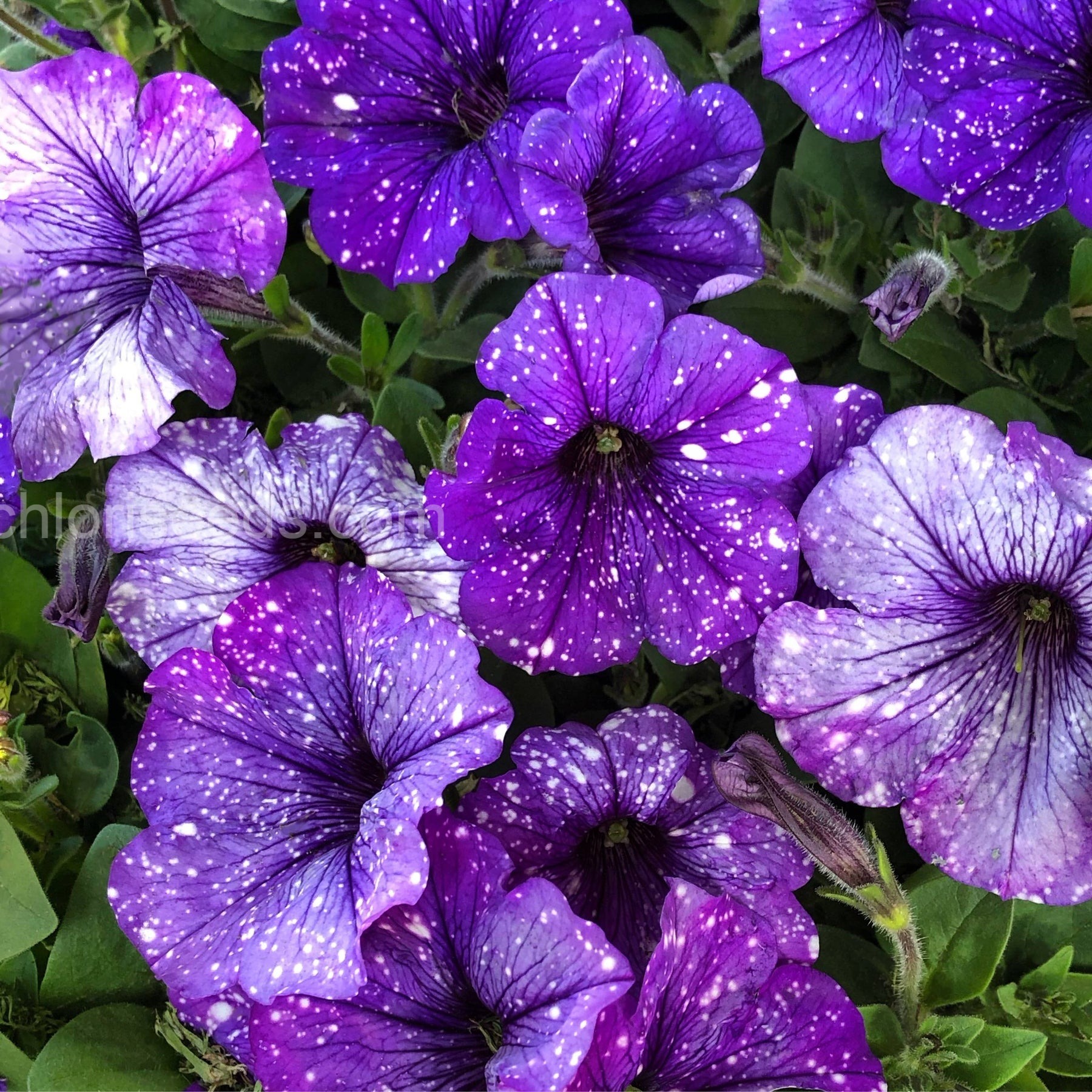 Dark Spotted Petunia Seeds 🌸