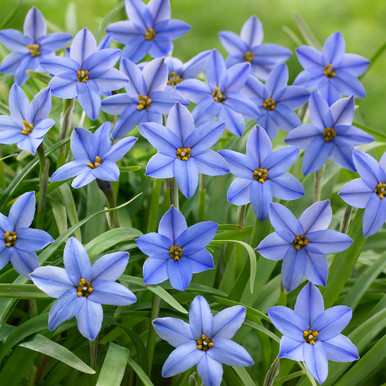 Ipheion uniflorum - Spring Starflower Seeds