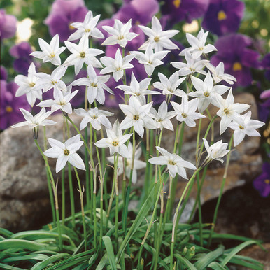 Ipheion uniflorum - Spring Starflower Seeds