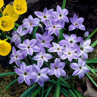 Ipheion uniflorum - Spring Starflower Seeds
