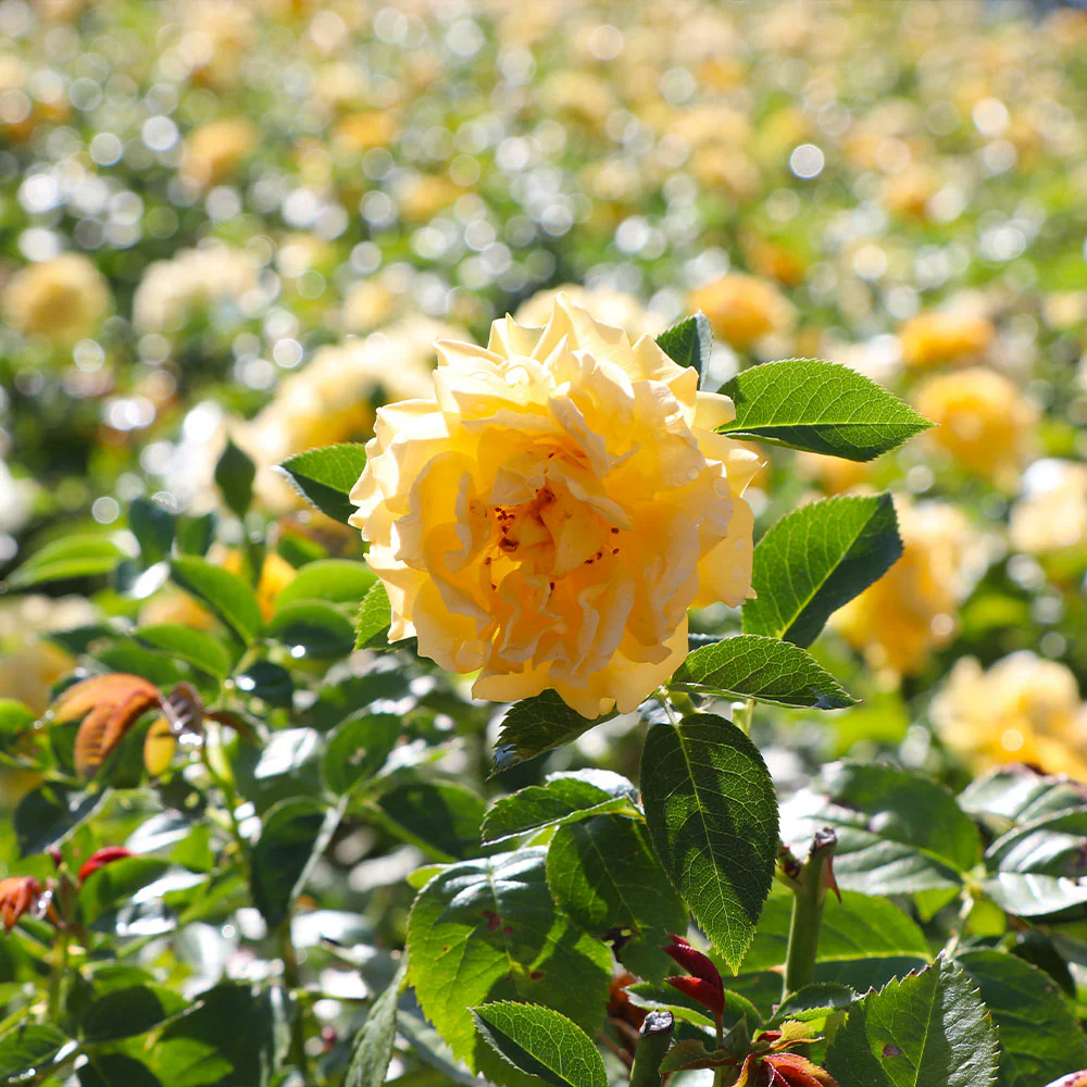 🌹✨Yellow Rose Seeds