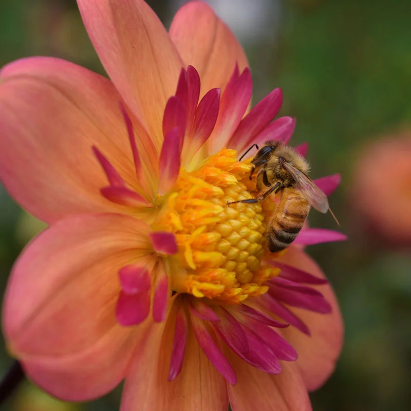 Collarette Dahlia Seeds