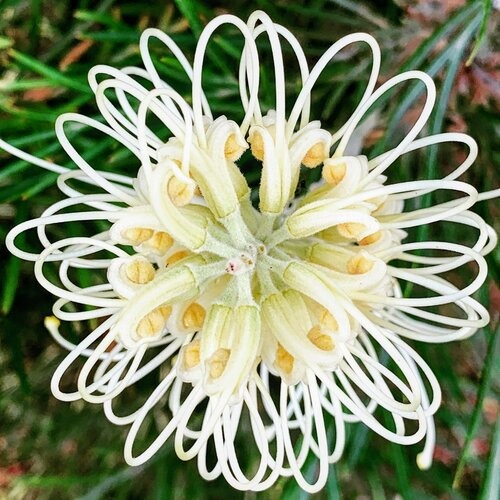 Beautiful Spider Flower Seeds - Grevillea sp.