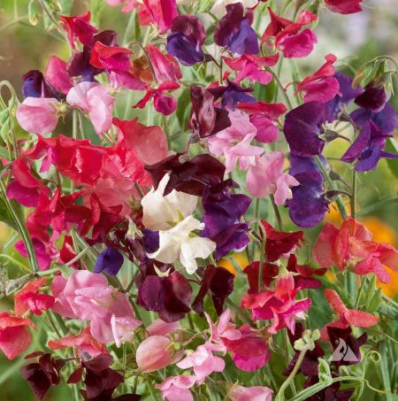 Sweet Pea Flower Seeds 🌸