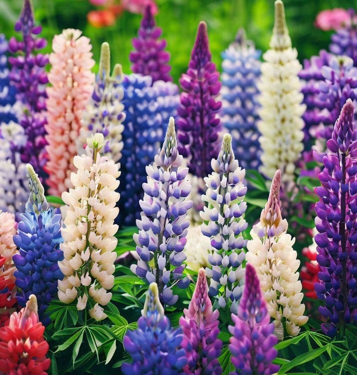 Russell Lupine Seeds