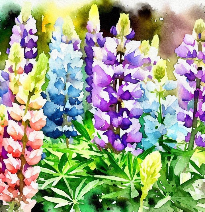 Russell Lupine Seeds