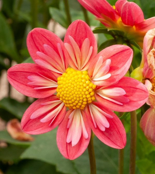 Collarette Dahlia Seeds