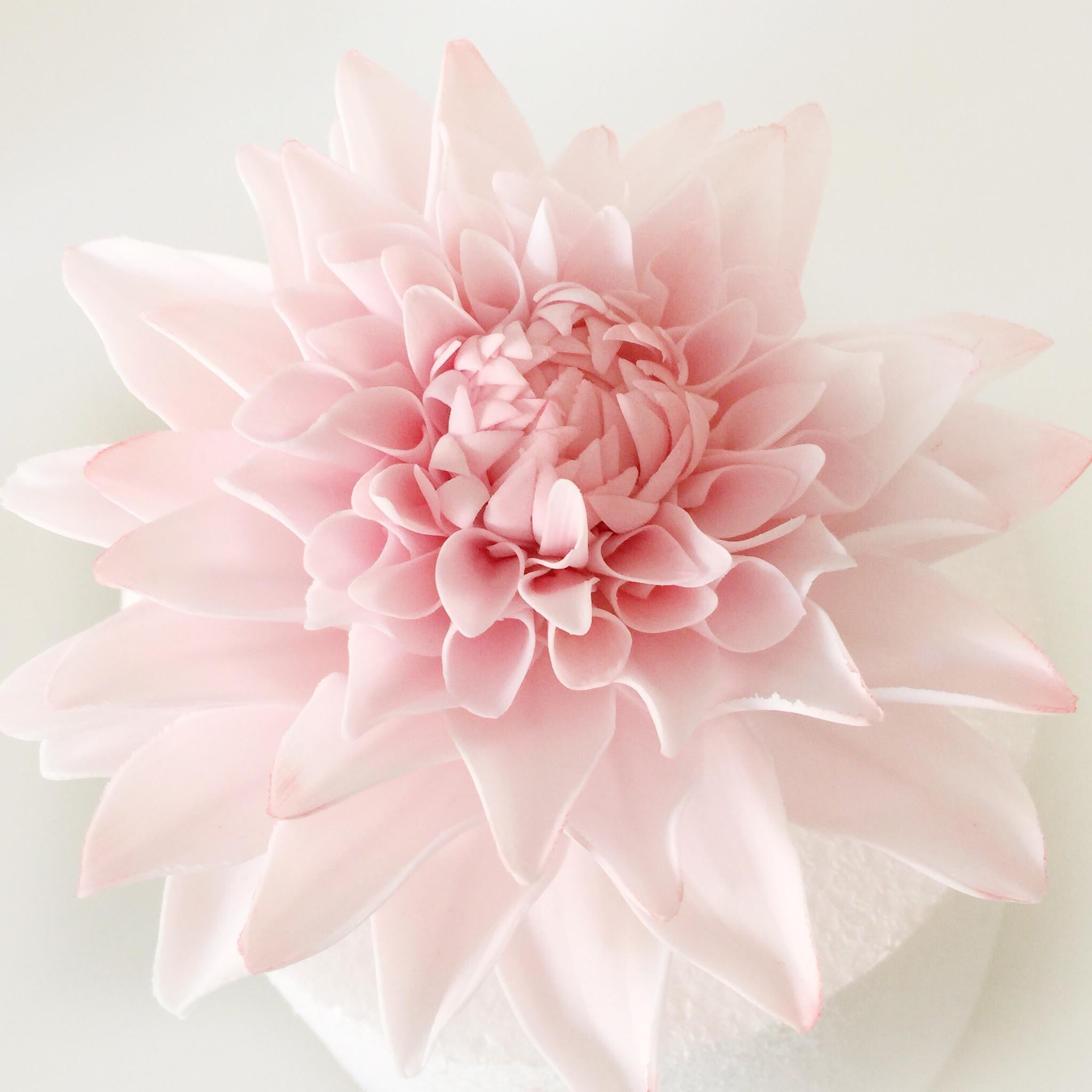 DIANA'S MEMORY-chloriseeds