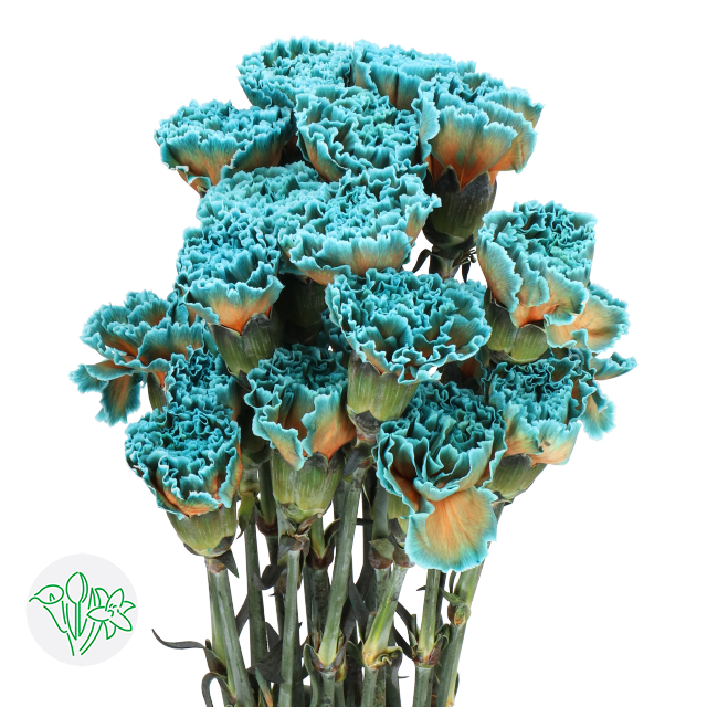 Rare Carnation