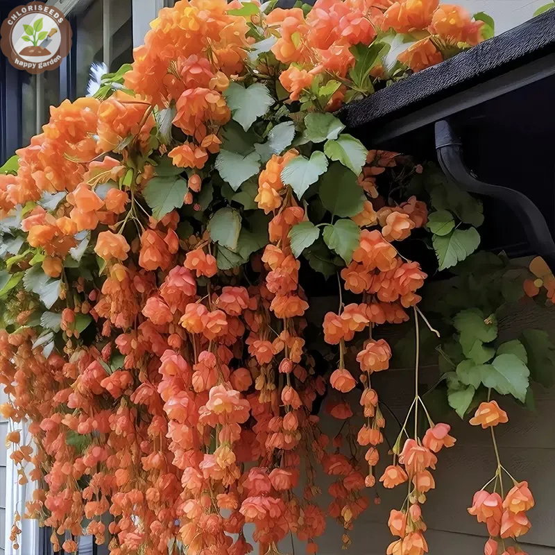 Malus halliana Koehne