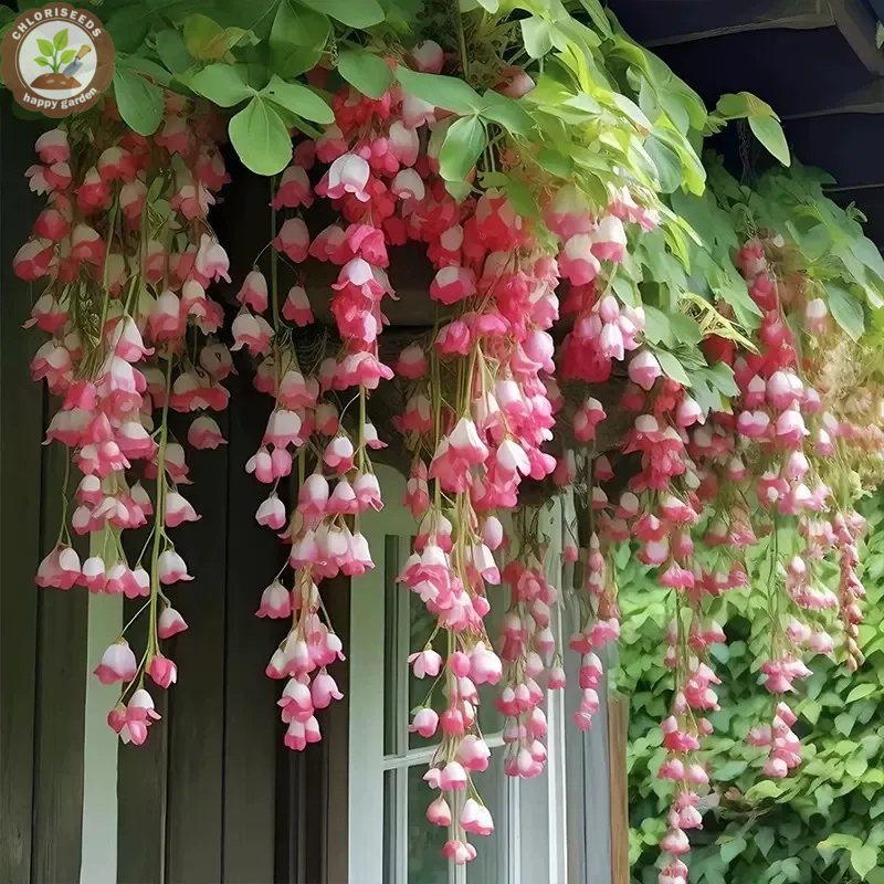 Malus halliana Koehne