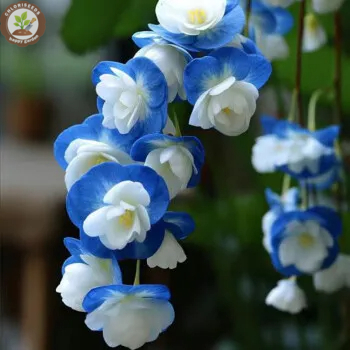 Malus halliana Koehne