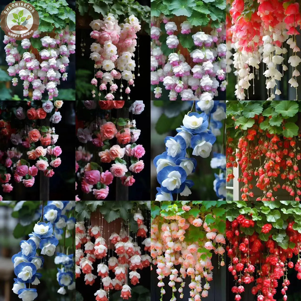 Malus halliana Koehne