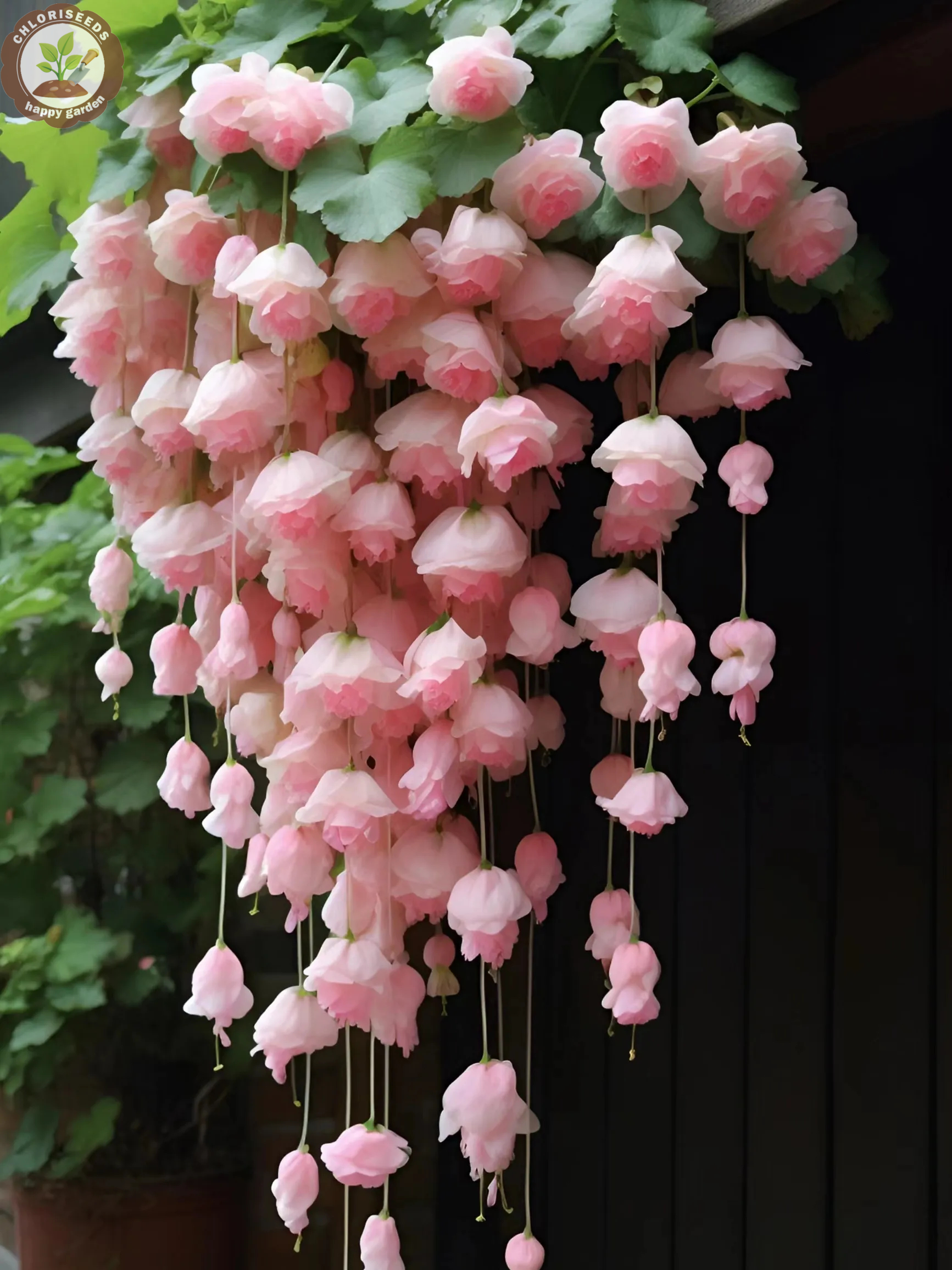 Malus halliana Koehne