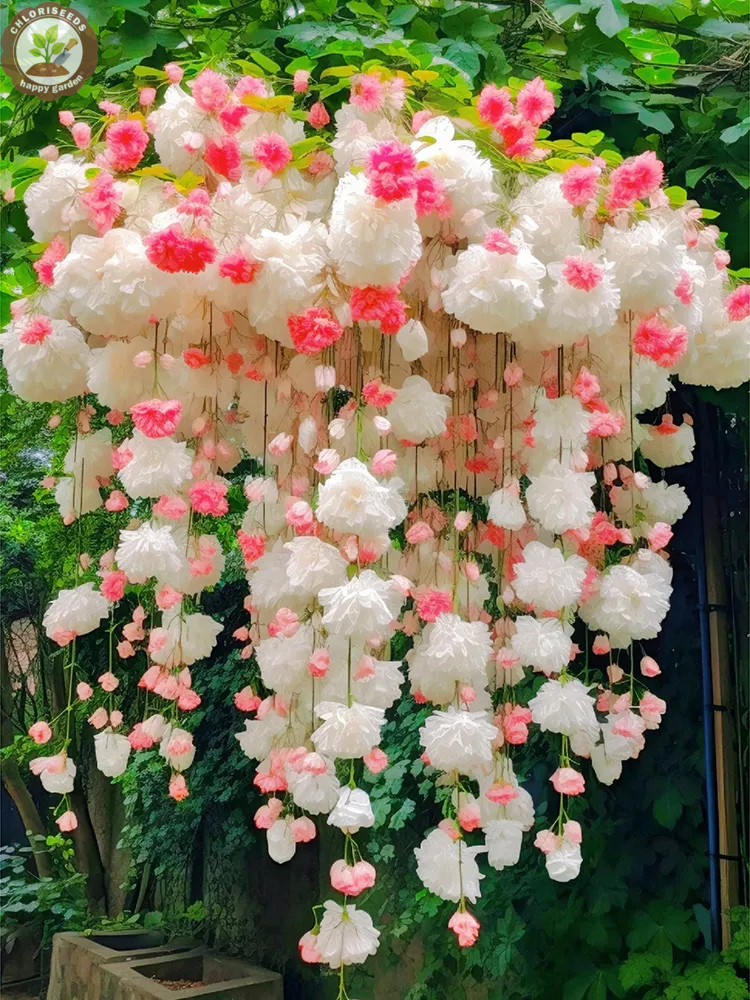 Malus halliana Koehne