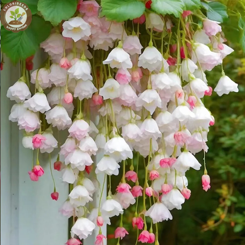 Malus halliana Koehne