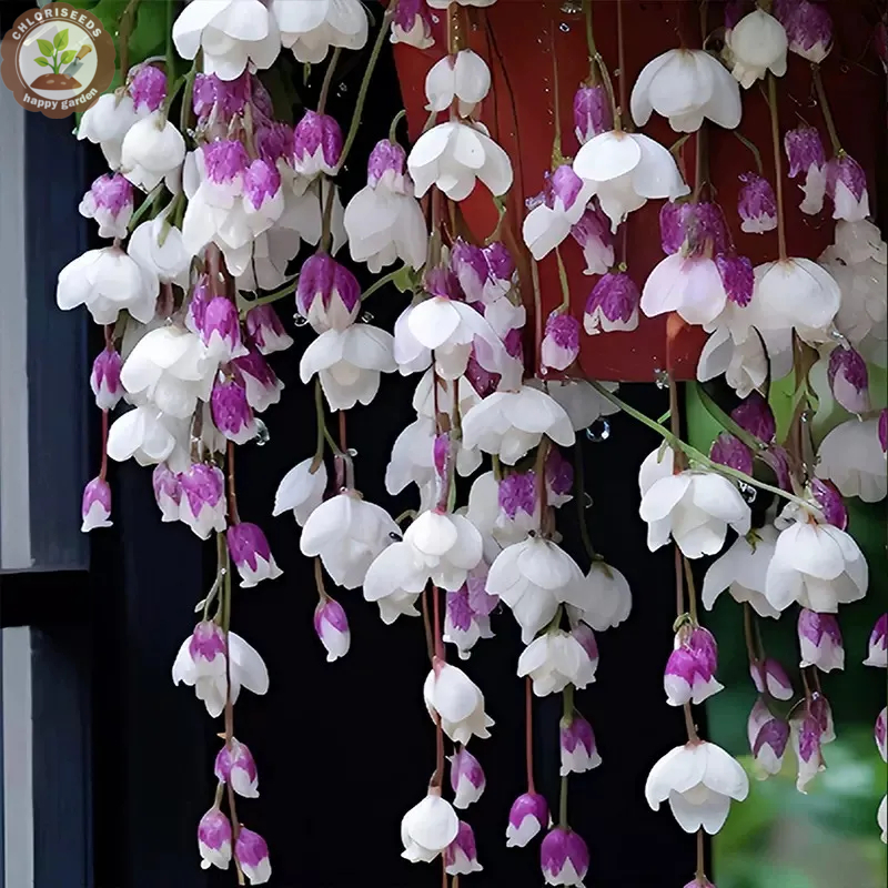 Malus halliana Koehne