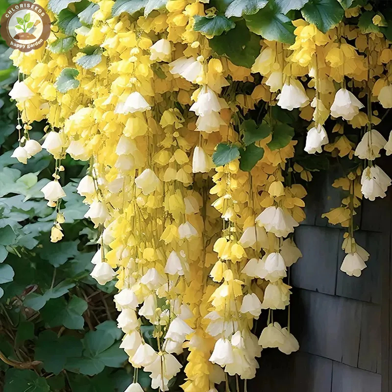 Malus halliana Koehne