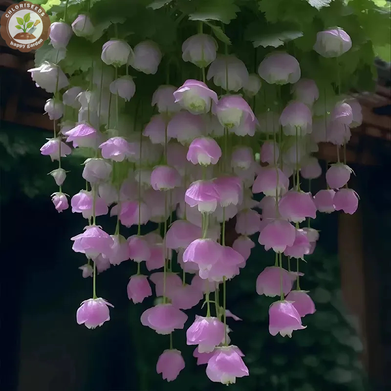 Malus halliana Koehne