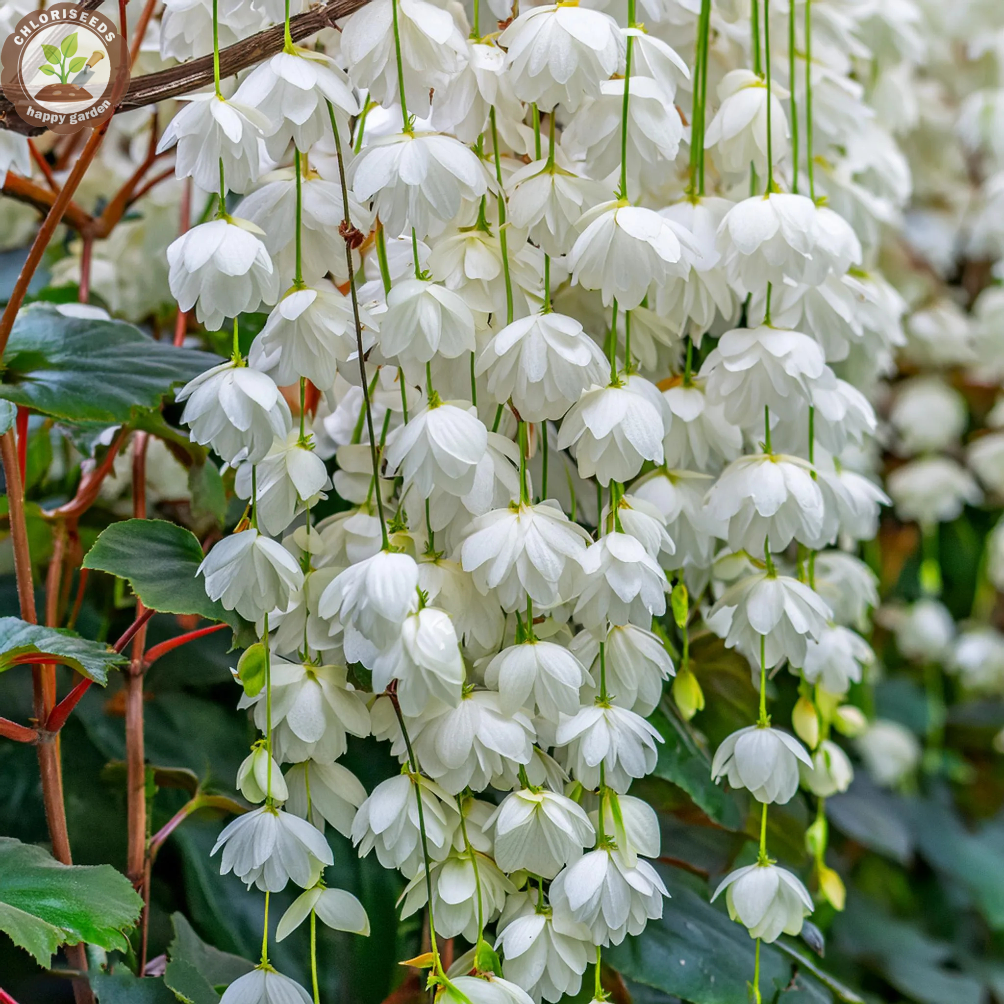 Malus halliana Koehne