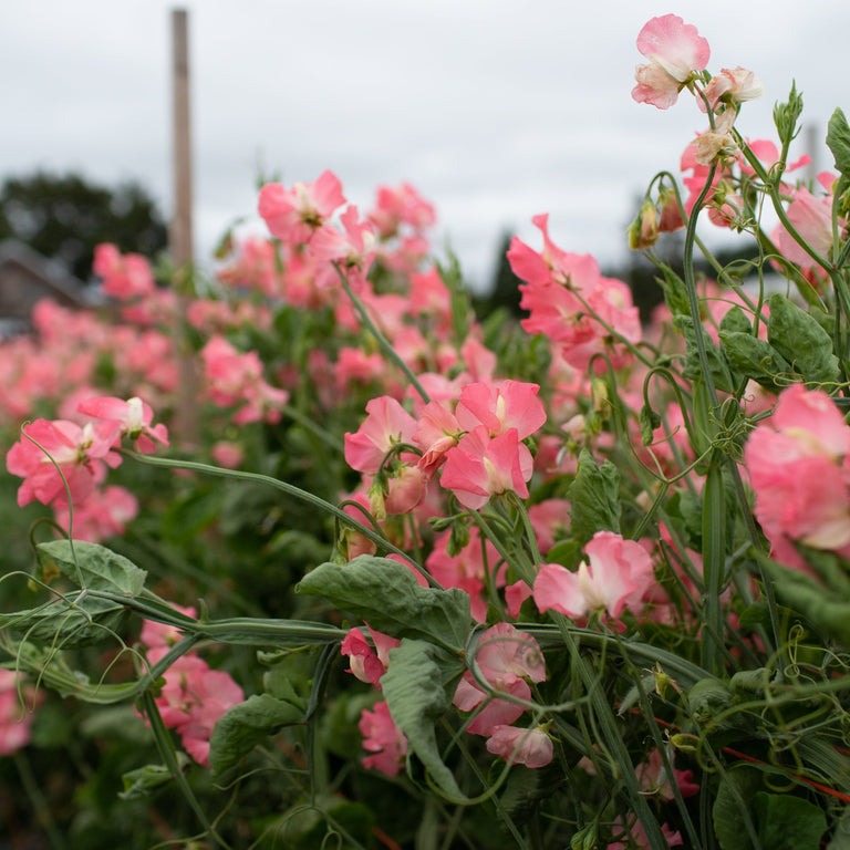 Sweet Pea Flower Seeds 🌸