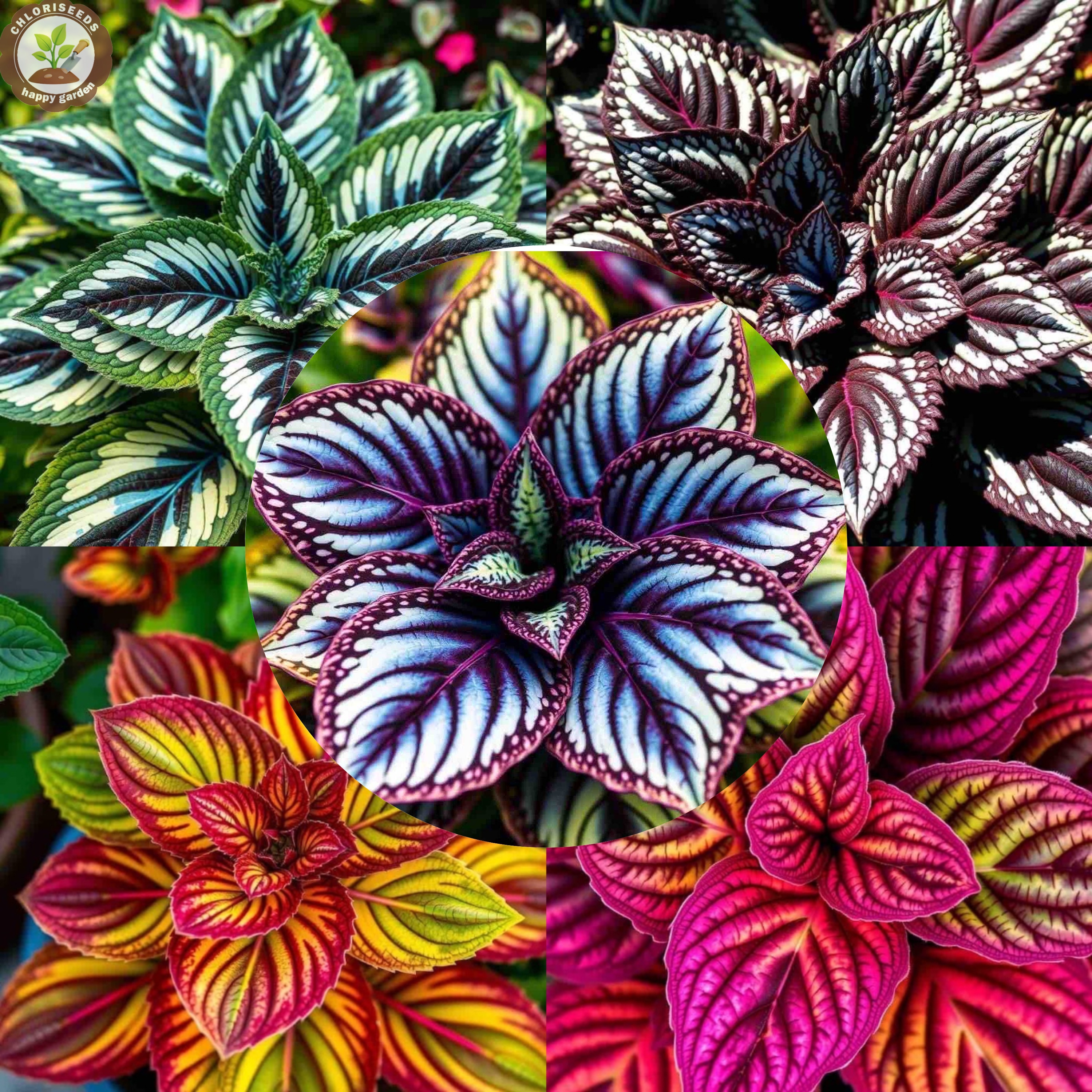 Rare Color Coleus Seeds