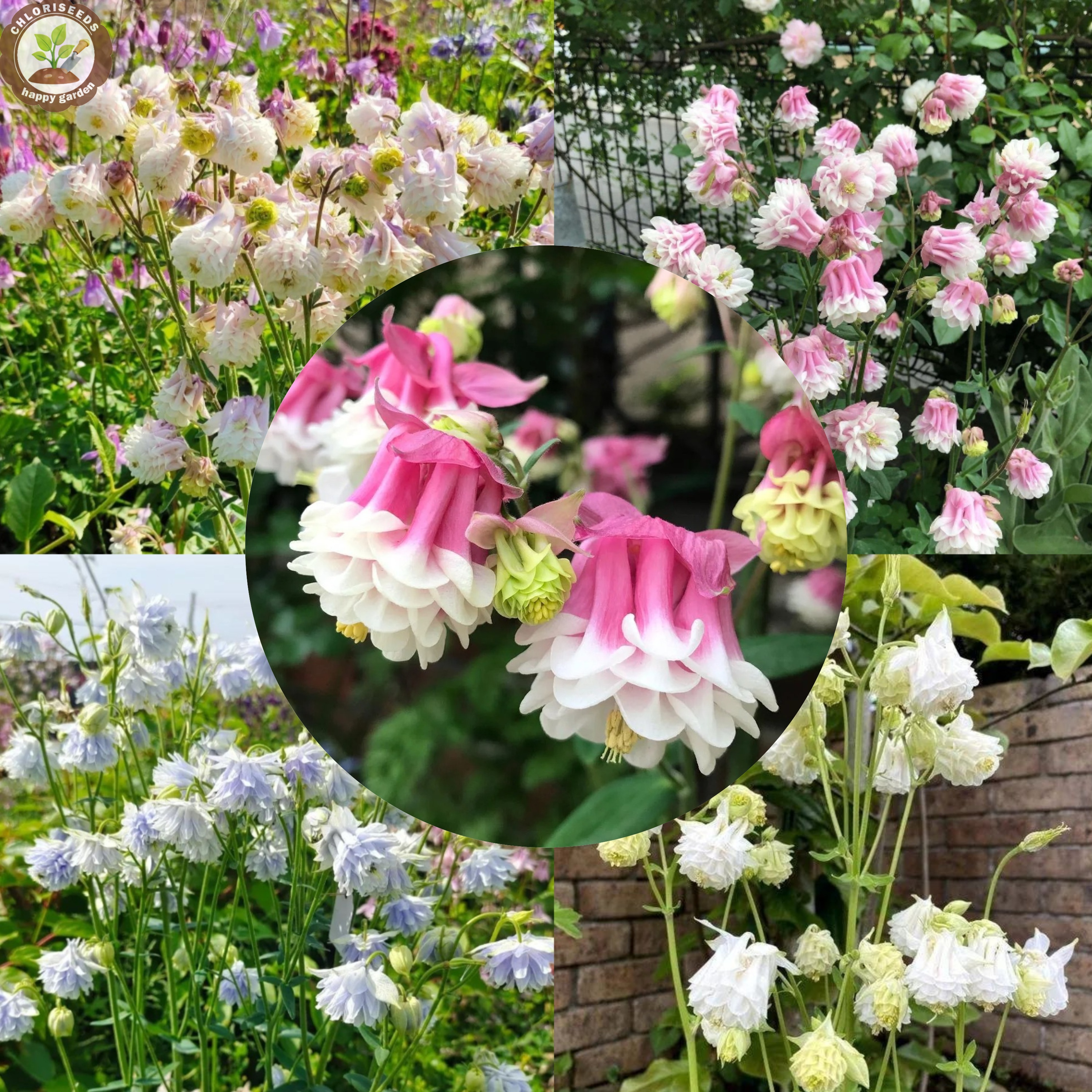 Aquilegia vulgaris 'Double Mix' Seeds