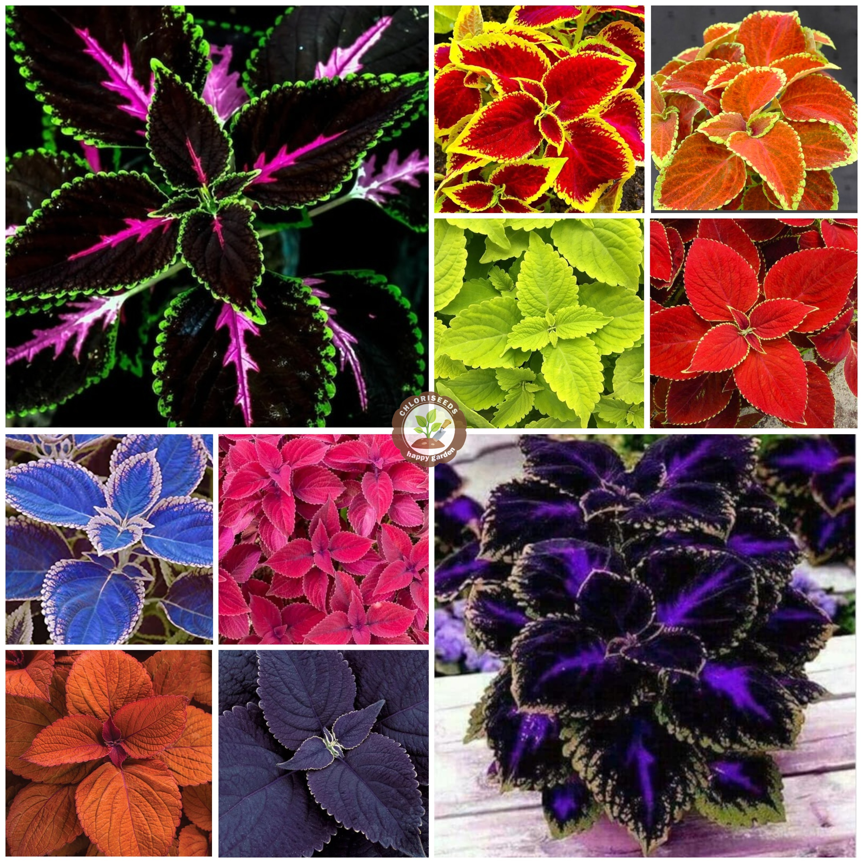 🌈 Rainbow Coleus Mix Seeds