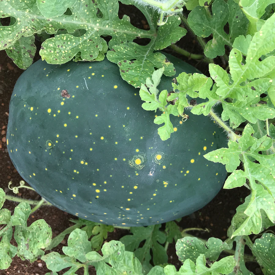 Moon and Stars Watermelon Seeds