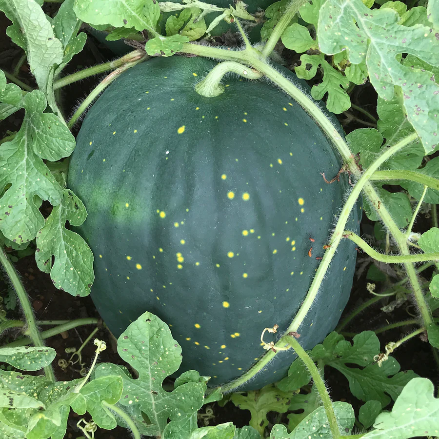 Moon and Stars Watermelon Seeds
