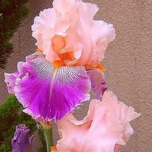 Multi-Varieties Iris (Fall-Planted)-chloriseeds